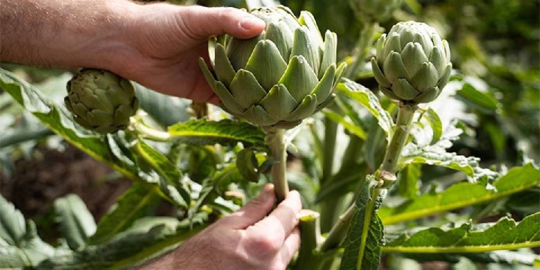 Kilosu değil tanesi 400 TL: 3 ülke kontratlar için sıraya girdi bile 4